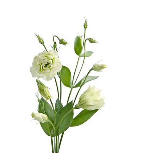 lisianthus fleur bouquet